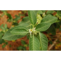 immune support herbs – ASTRAGALUS COMPLEX – holy basil supplement 2 BOTTLE