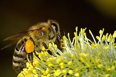 BEE POLLEN Pure Natural Not Processed Raw Bee Pollen Granules 3 lbs FDA Cert