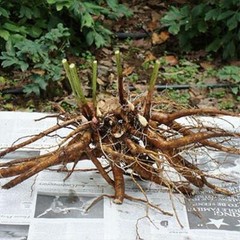Peony White Root Powder | 4oz to 5lb | 100% Pure Natural Hand Crafted