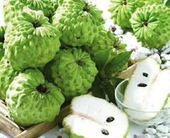 Pure Soursop Extract – Graviola 650mg – May Lower Macular Degeneration – 2b