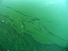 Green Water – BLUE GREEN ALGAE ORGANIC – Organic Cultivation 1 Bottle 60 Capsul