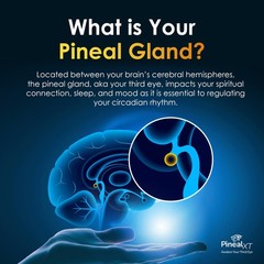 Nutraville Pineal XT Gold – Gland Supplement – 30 Count (Pack of 3)