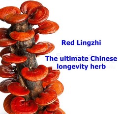 3x Lingzhi Ganoderma Lucidum Reishi Organic Relieve Fatigue Immune Super 100cap